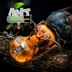 Скачать взломанную версию Ant Sim Tycoon v3 APK Мод (Меню, Много денег) на Андроид