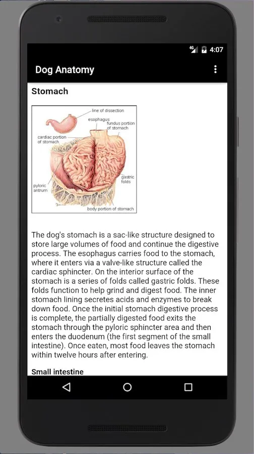 Dog Anatomy: Canine 3D Screenshot 1