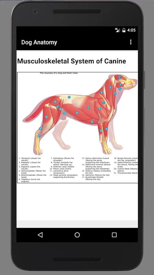 Dog Anatomy: Canine 3D Screenshot 2